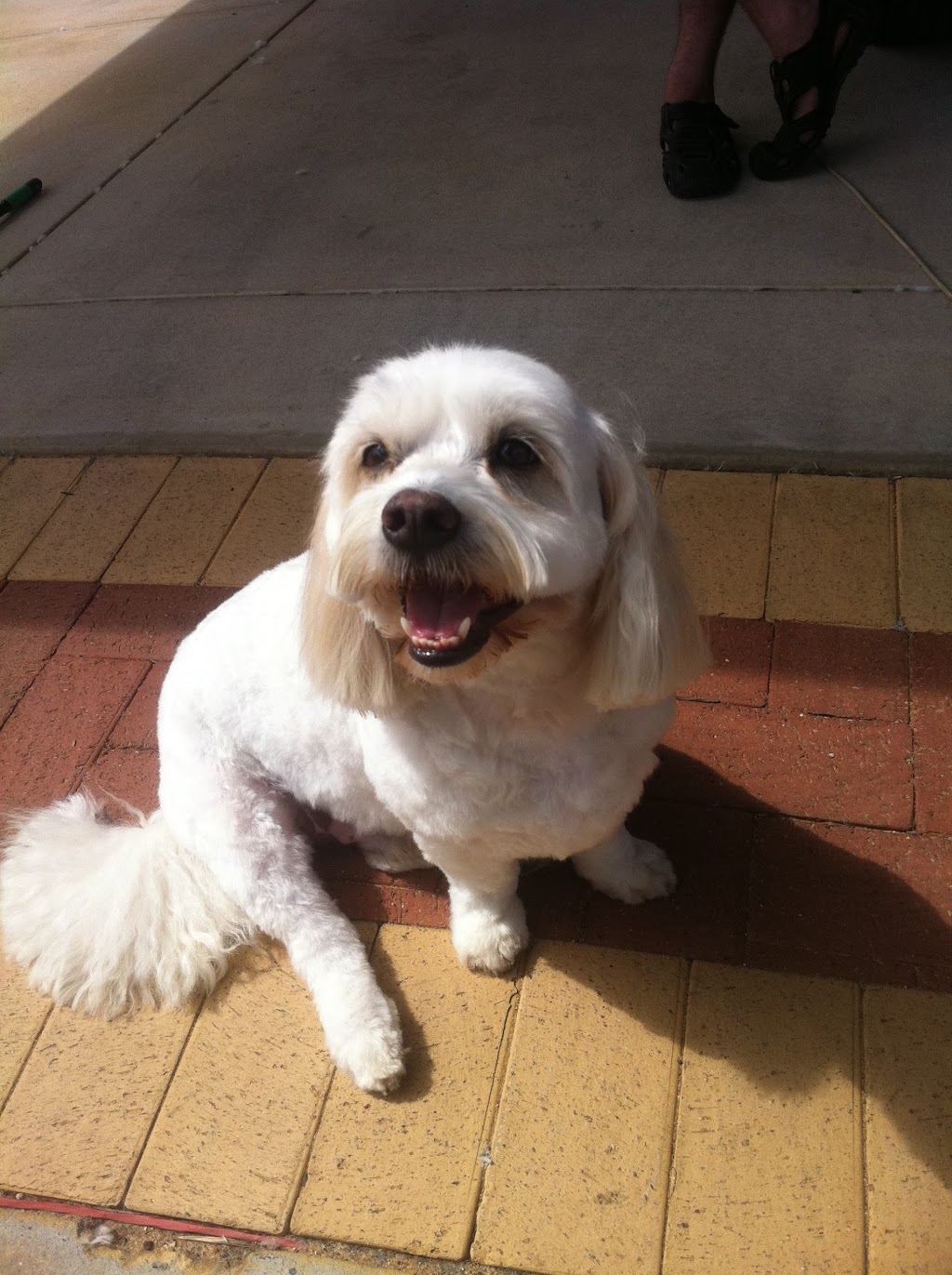 A Time For Paws Dog Grooming Ellenbrook | 8 Woburn Park Ave, Ellenbrook WA 6069, Australia | Phone: 0407 086 252