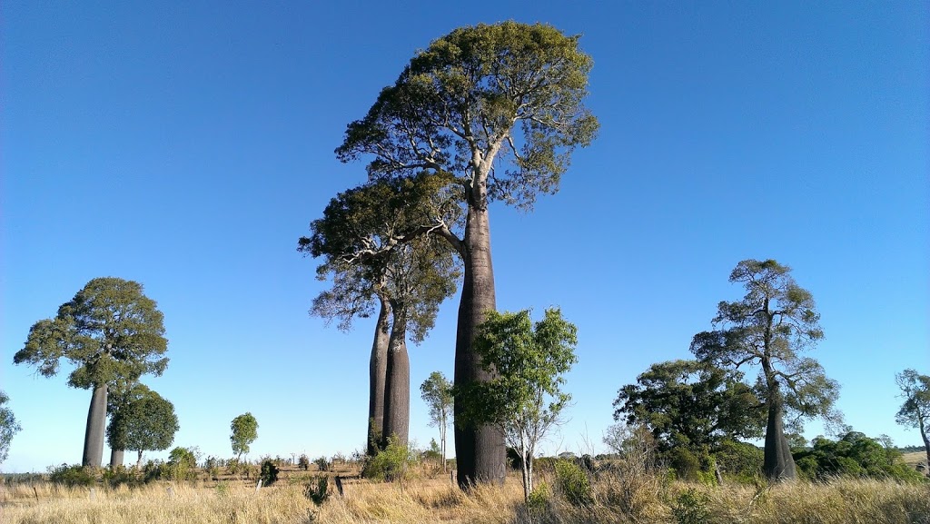 Queensland Native Seeds | 10 Old Chelmsford Rd, Chelmsford QLD 4606, Australia | Phone: 0448 548 453