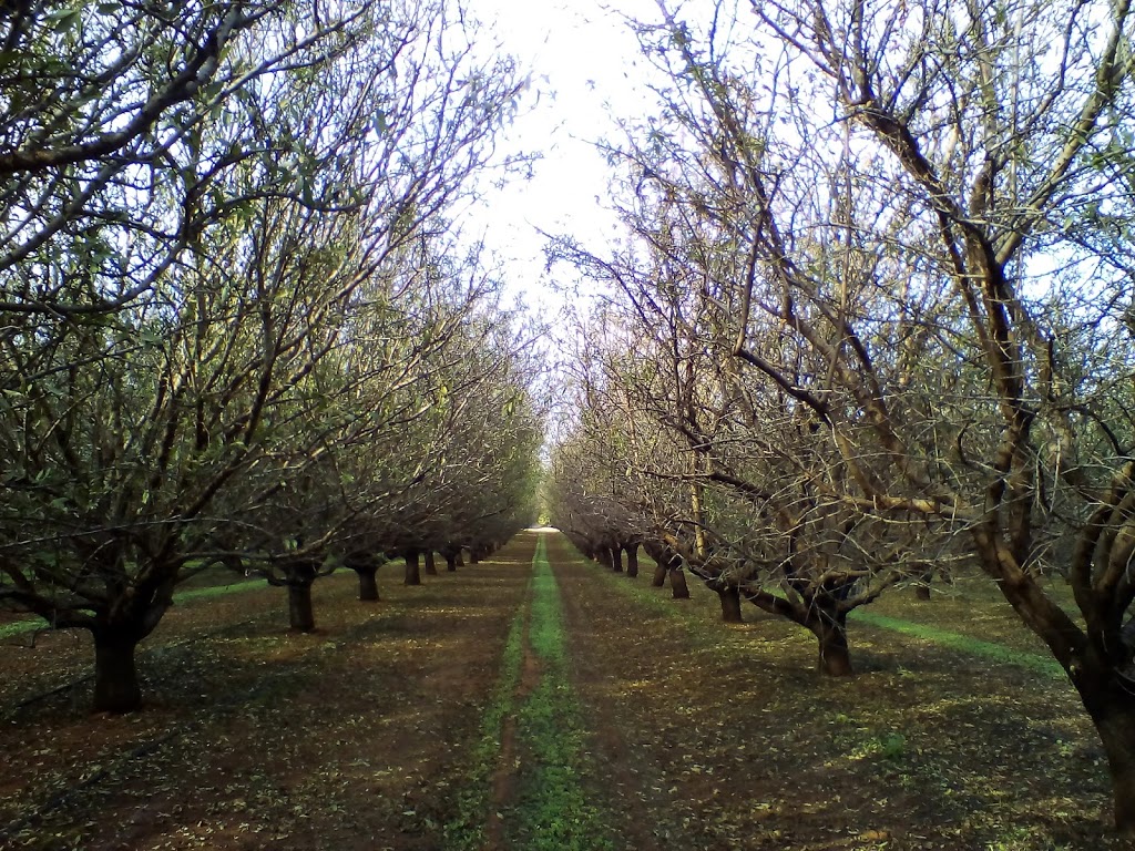 Amaroo Orchards |  | 772 Murtho Rd, Paringa SA 5340, Australia | 0885955798 OR +61 8 8595 5798