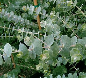 Fresh Eucalyptus Foliage | 109-125 Ferrers Rd, Horsley Park NSW 2175, Australia | Phone: 0431 256 995
