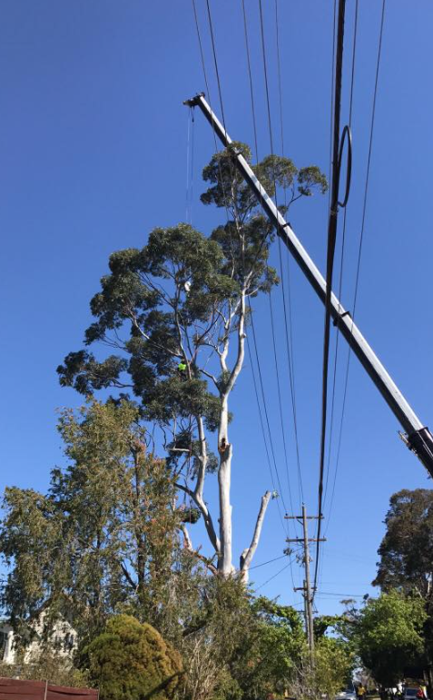 Fast Call Tree Service | 21 Geraldine Ave, Baulkham Hills NSW 2153, Australia | Phone: 1800 800 206