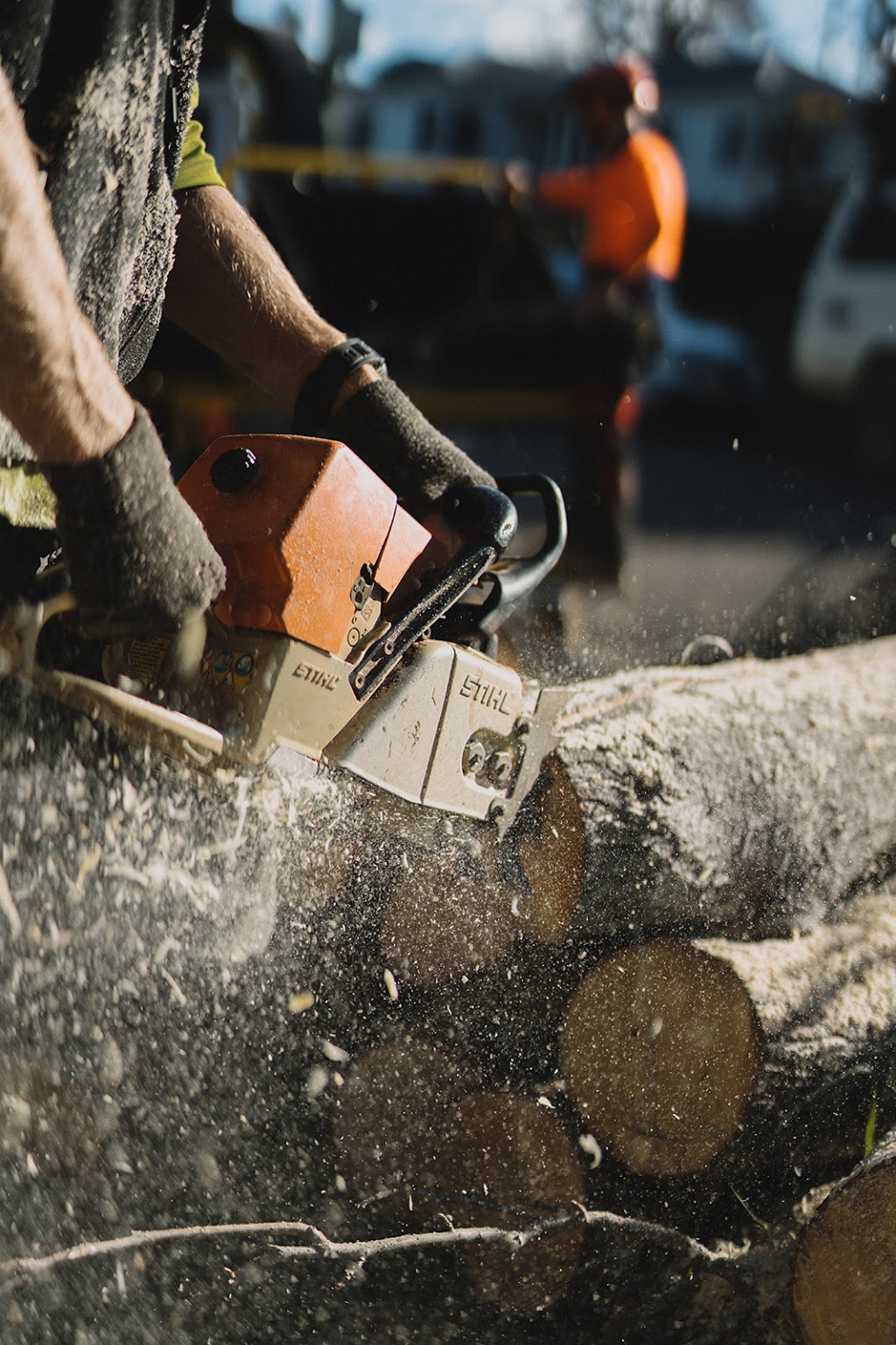 Harmony Tree Care | 143 Tableland Rd, Wentworth Falls NSW 2782, Australia | Phone: (02) 4711 0027