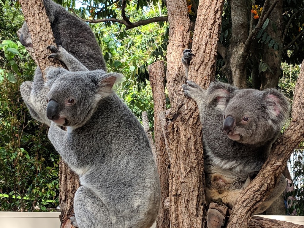 Lone Pine Koala Sanctuary | zoo | 708 Jesmond Rd, Fig Tree Pocket QLD 4069, Australia | 0733781366 OR +61 7 3378 1366