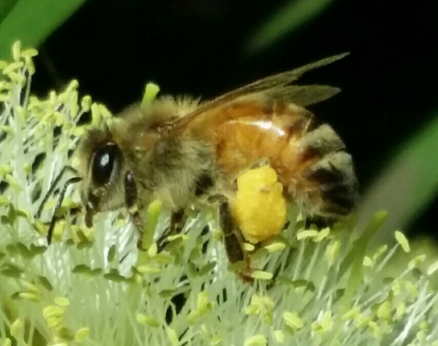 Coila Shores Apiary | 4003 Princes Hwy, Coila NSW 2537, Coila NSW 2537, Australia | Phone: 0458 738 183