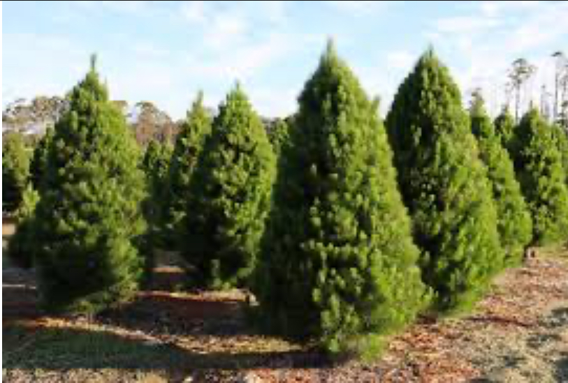 Cardigan Christmas Tree Farm | 10 Powells Rd, Windermere VIC 3352, Australia | Phone: 0491 084 102