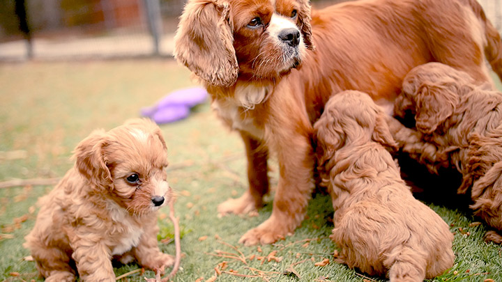 Bredwell Puppies | 3120 Ballan-Meredith Rd, Ballan VIC 3342, Australia | Phone: 0480 637 226