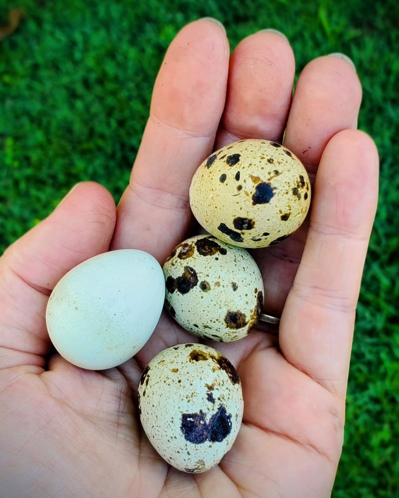 Aussie Chook Co | Dayboro QLD 4521, Australia | Phone: 0419 366 405