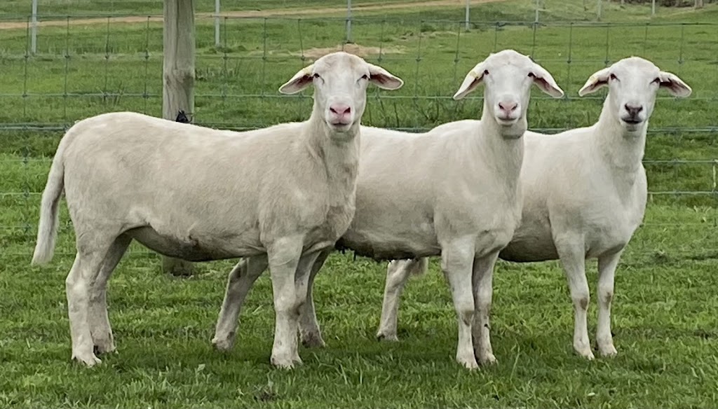 The SheepMaster Parent Stud | 837 Goodacre Dr, Woodstock NSW 2793, Australia | Phone: 0472 646 426
