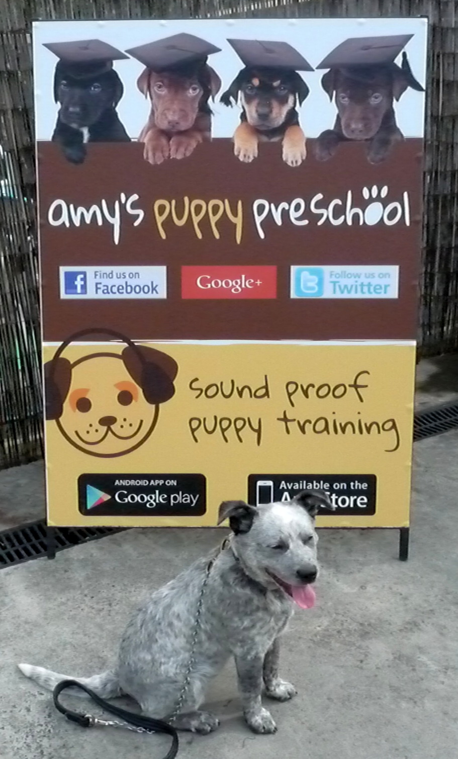 Amys Puppy Pre-School | Canine Collective, Shop 3/72 May Rd, Narraweena NSW 2099, Australia | Phone: 0410 485 175