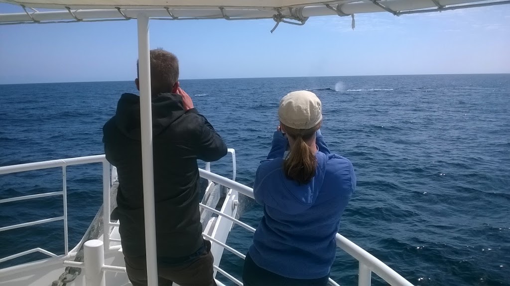 Geographe Maritime Whale Watching Busselton, Fishing & Boat Tour | Foreshore Parade, Busselton WA 6280, Australia | Phone: 0439 626 383