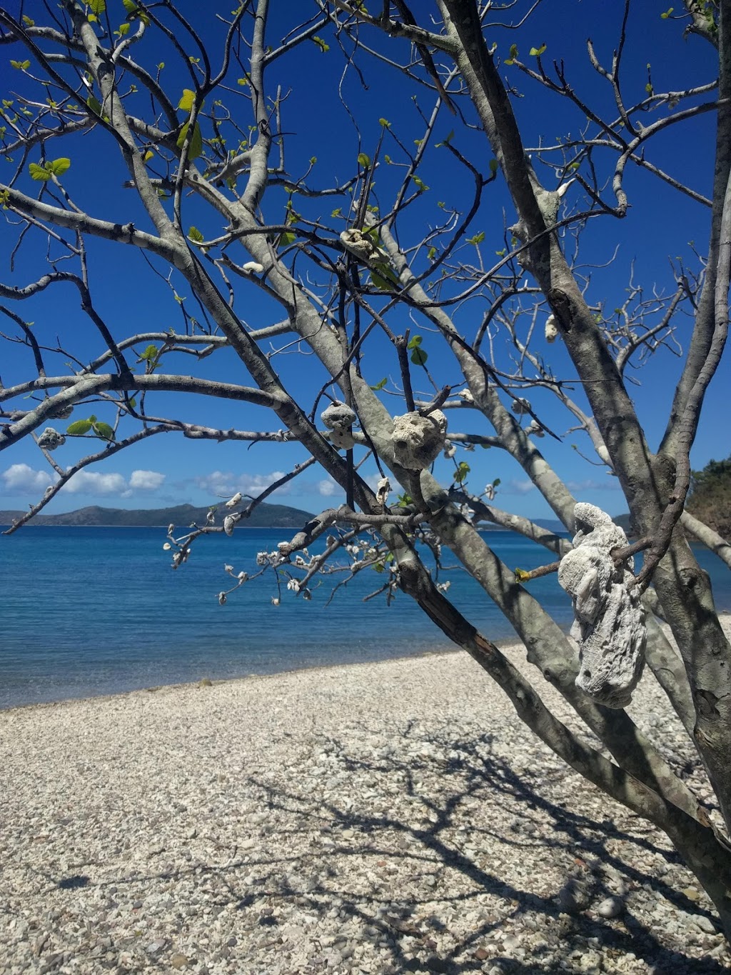 Coral beach walking track | Shute Harbour QLD 4802, Australia | Phone: 0481 820 444