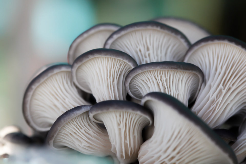 Lakeside Mushrooms |  | 6 Arrowhead St, Manor Lakes VIC 3024, Australia | 0448015474 OR +61 448 015 474
