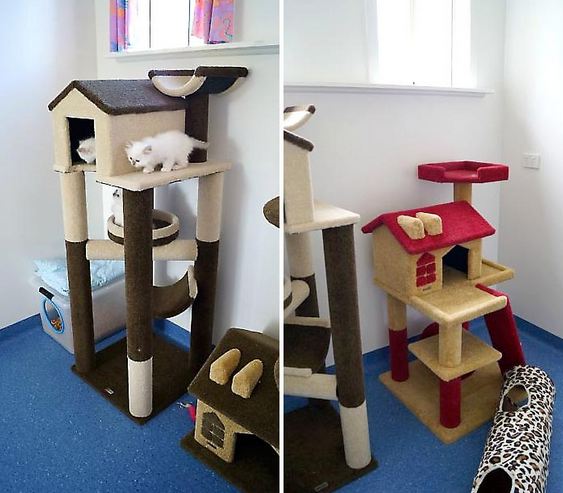 Cosy Cats- Cat Hotel, Pet Sitting, Animal Care, Hobart Cat Board | veterinary care | 38 Merediths Rd, Margate TAS 7054, Australia | 0362671140 OR +61 3 6267 1140