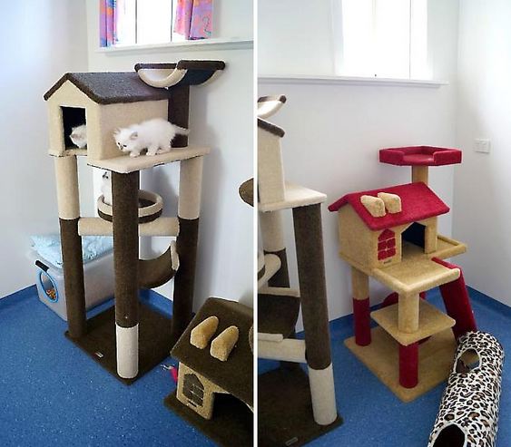 Cosy Cats- Cat Hotel, Pet Sitting, Animal Care, Hobart Cat Board | 38 Merediths Rd, Margate TAS 7054, Australia | Phone: (03) 6267 1140