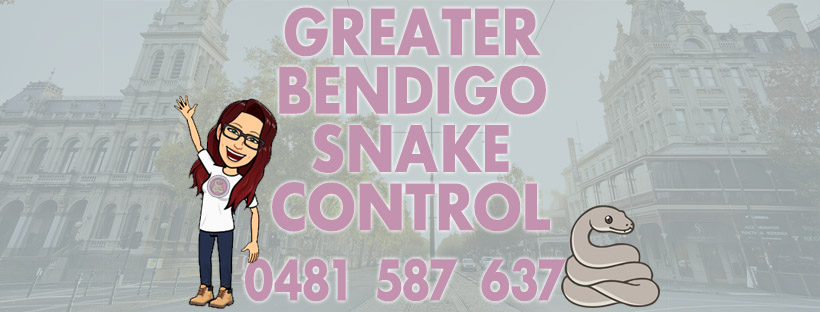 Greater Bendigo Snake Control | 1 Harry St, Bendigo VIC 3550, Australia | Phone: 0481 587 637