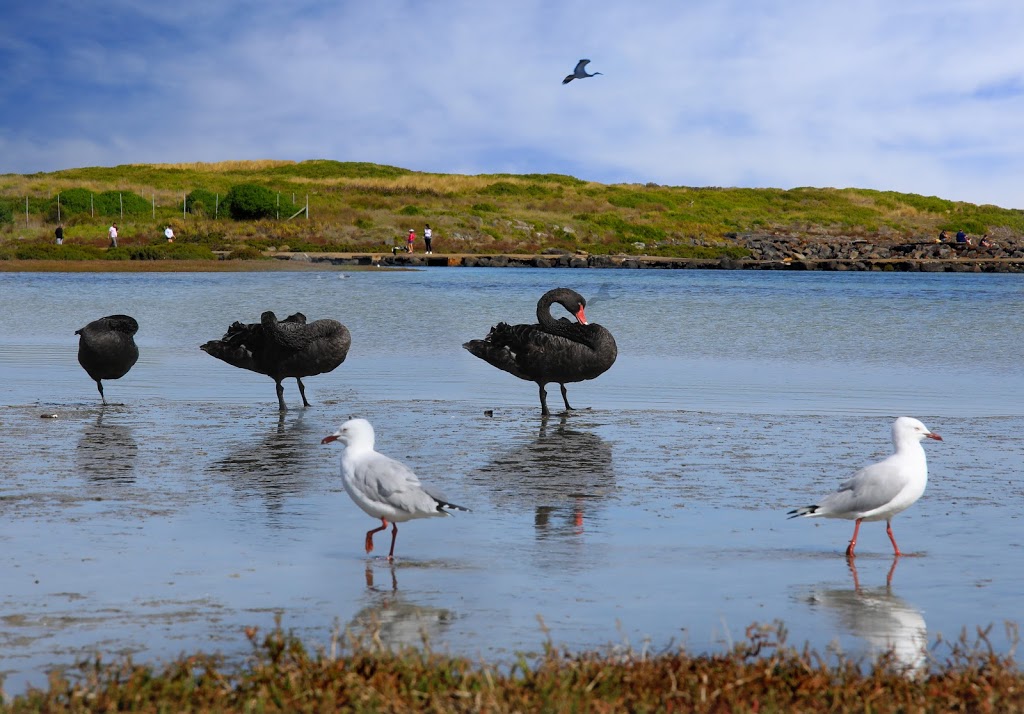 Car Park access to Griffiths Island | parking | Ocean Dr, Port Fairy VIC 3284, Australia