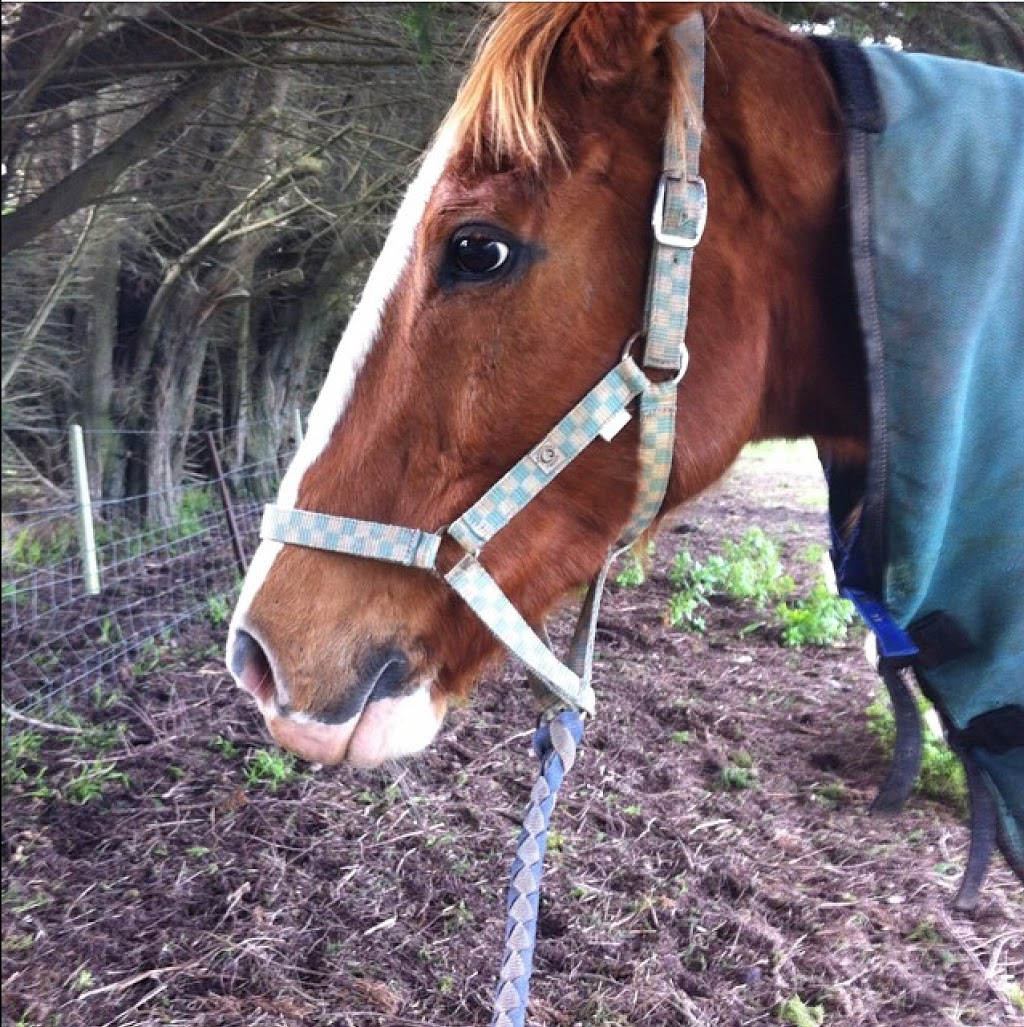 Victorian Equestrian Centre | 76 Beaconsfield-Emerald Rd, Beaconsfield Upper VIC 3808, Australia | Phone: (03) 5944 3751