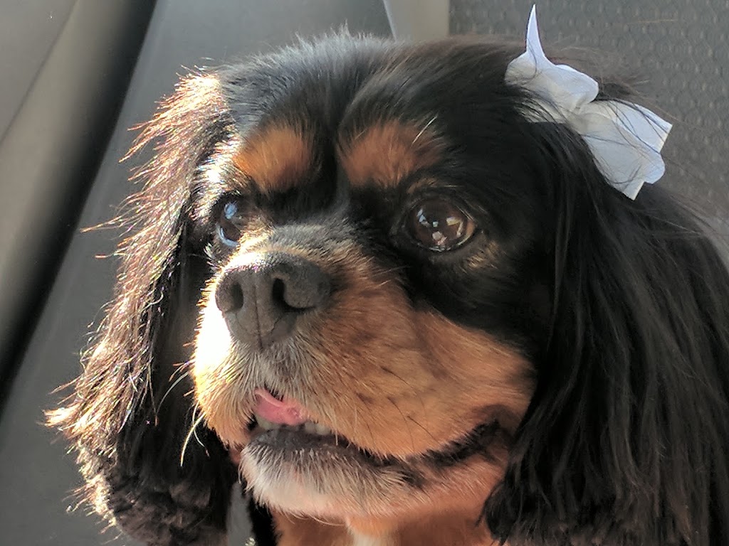 Small Paws Dog Grooming Warrandyte | 19 St Muir Dr, Warrandyte VIC 3113, Australia | Phone: 0490 186 466