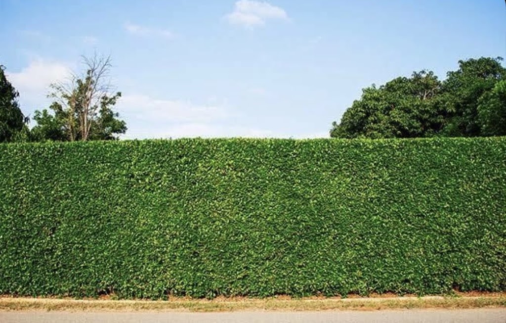 GREEN SCENE GREEN DREAM | William St, Kilcoy QLD 4515, Australia | Phone: 0466 804 696