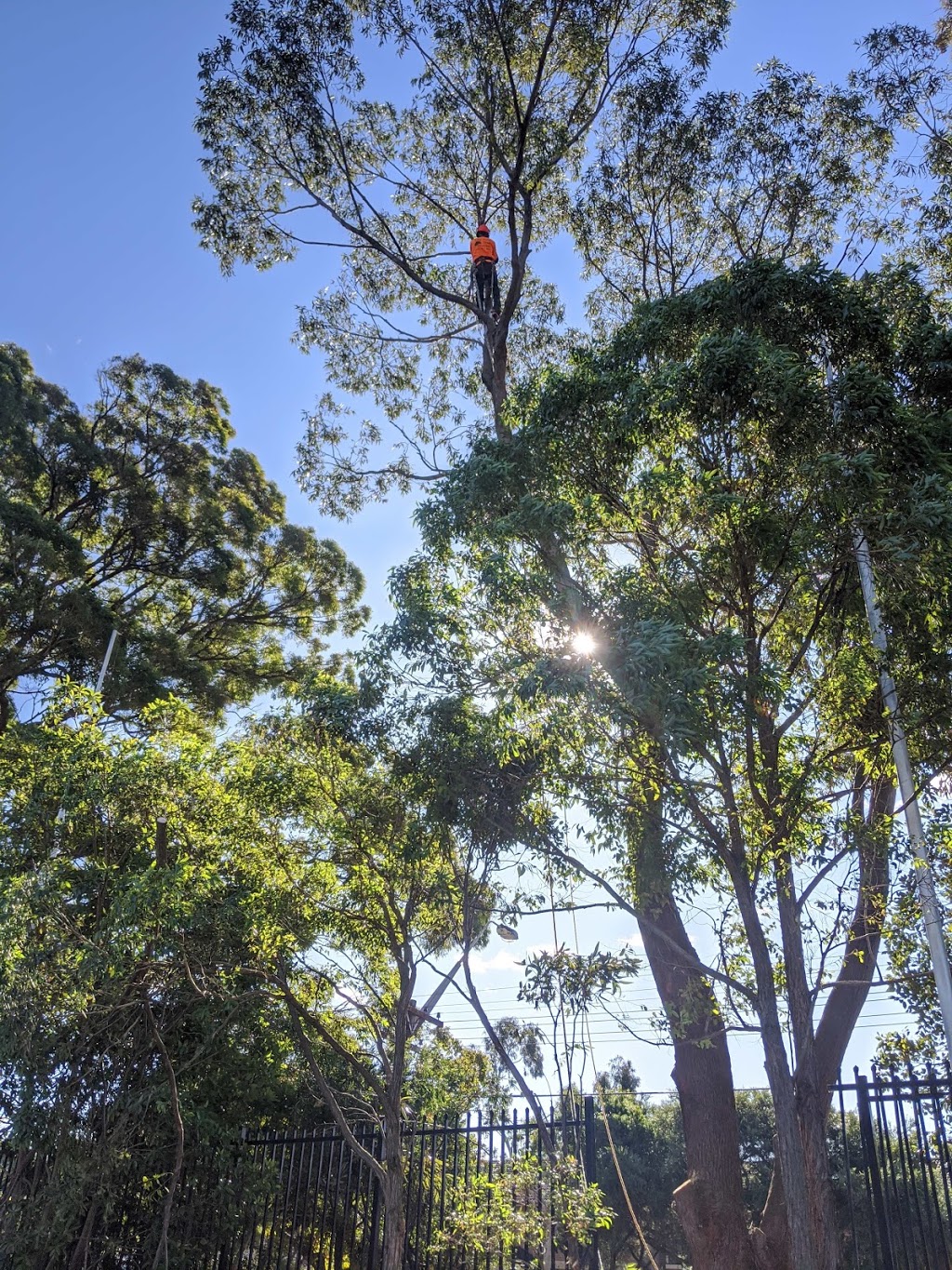 Lilyvale Tree service | 1433 Princes Hwy, Heathcote NSW 2233, Australia | Phone: 0402 657 353