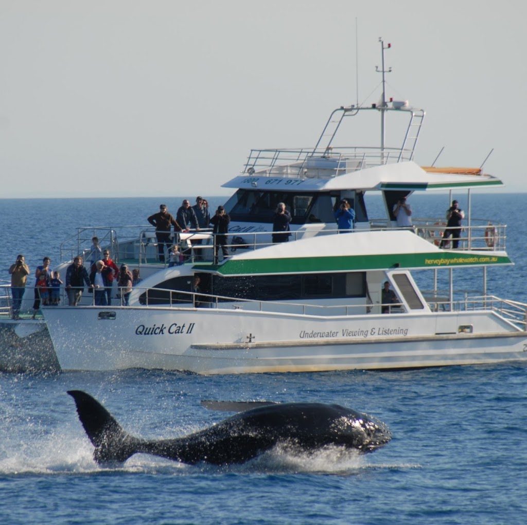 Hervey Bay Whale Watch | Great Sandy Straits Marina,, Buccaneer Dr, Urangan QLD 4655, Australia | Phone: 1800 671 977