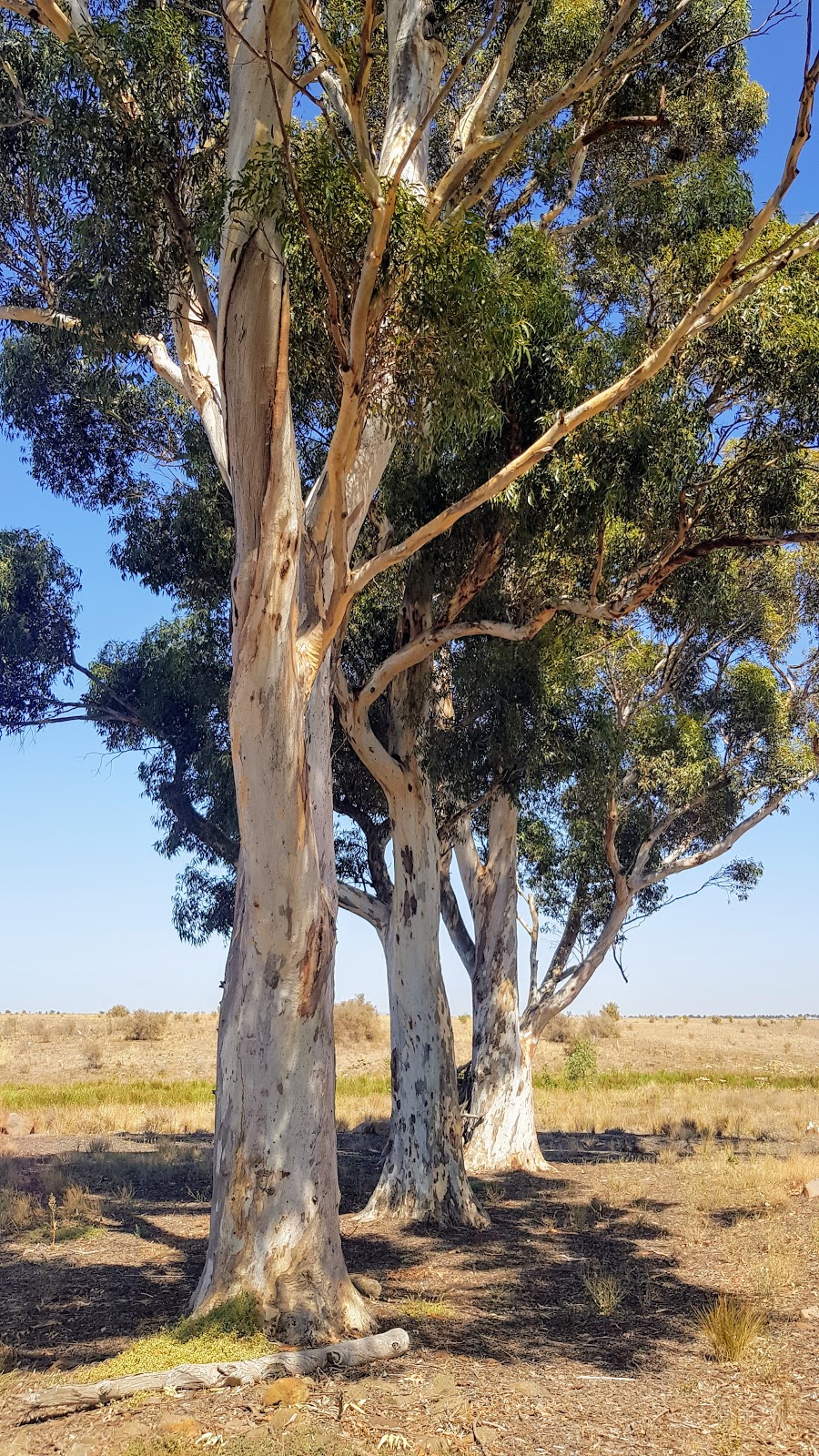 Botanica Estate Play Area | park | 26 Bregman Esplanade, Wyndham Vale VIC 3024, Australia | 1300334524 OR +61 1300 334 524