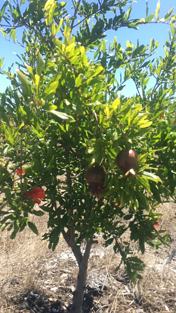 GINGIN POMEGRANATES AND DATES | 276 Airfield Rd, Bambun WA 6503, Australia | Phone: 0402 930 398