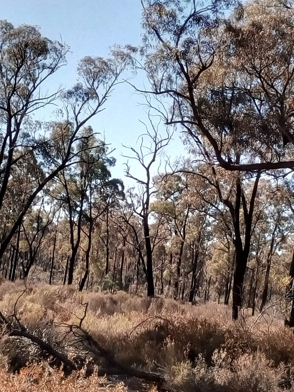 Goonoo Cca Zone 3 State Conservation Area | park | Goonoo Forest NSW 2830, Australia
