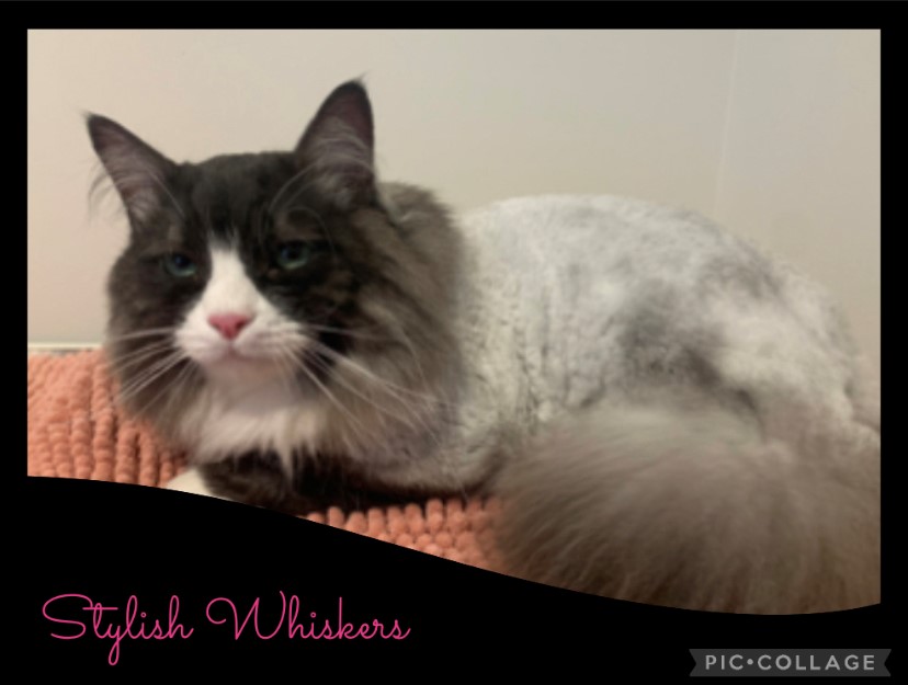 Stylish Whiskers Cat Grooming | Main, Kanmantoo SA 5252, Australia | Phone: 0429 344 975