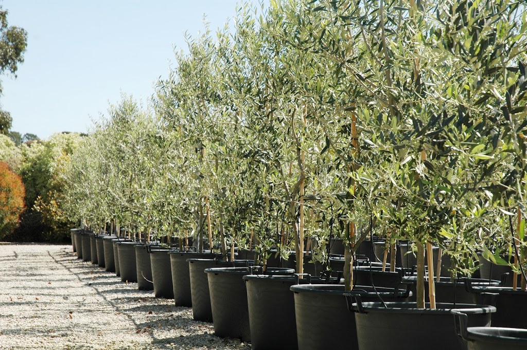 Plantmark Wantirna | 771 Boronia Rd, Wantirna VIC 3152, Australia | Phone: (03) 9845 6900