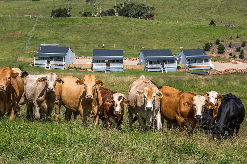Forget Me Not Farm Cottages | 589 Coopers Shoot Rd, Coopers Shoot NSW 2479, Australia | Phone: 0435 205 053