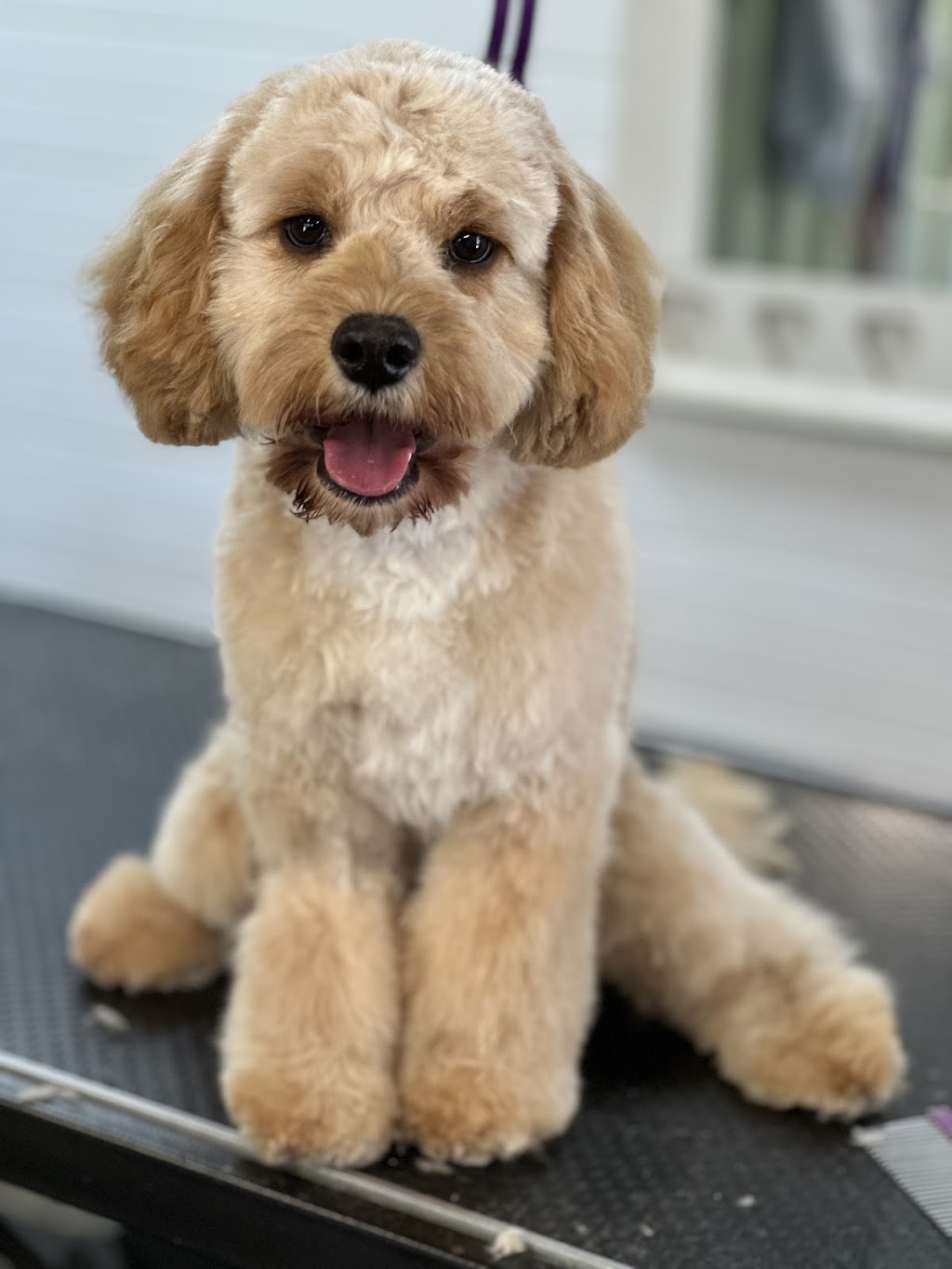 Debs Dog Parlour | 36 McArthur Dr, Falls Creek NSW 2540, Australia | Phone: 0414 683 751
