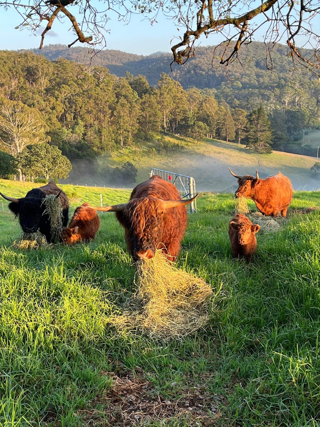 Edenvale Farmstay | 270 Ballantyne Rd, Nethercote NSW 2549, Australia | Phone: 0424 263 440
