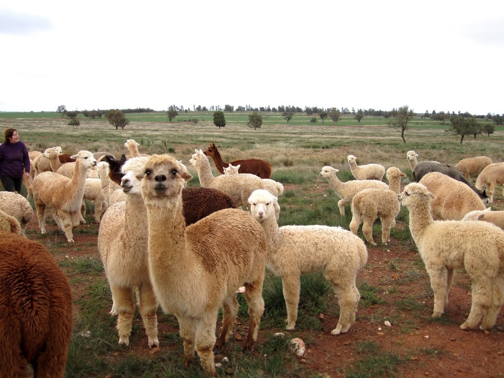 Signature Alpacas Condobolin |  | Grassmere Rd, Condobolin NSW 2877, Australia | 0447957665 OR +61 447 957 665