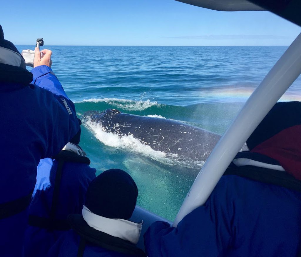 Whale Watching Ballina | travel agency | 6 River St, Ballina NSW 2478, Australia | 0407522422 OR +61 407 522 422