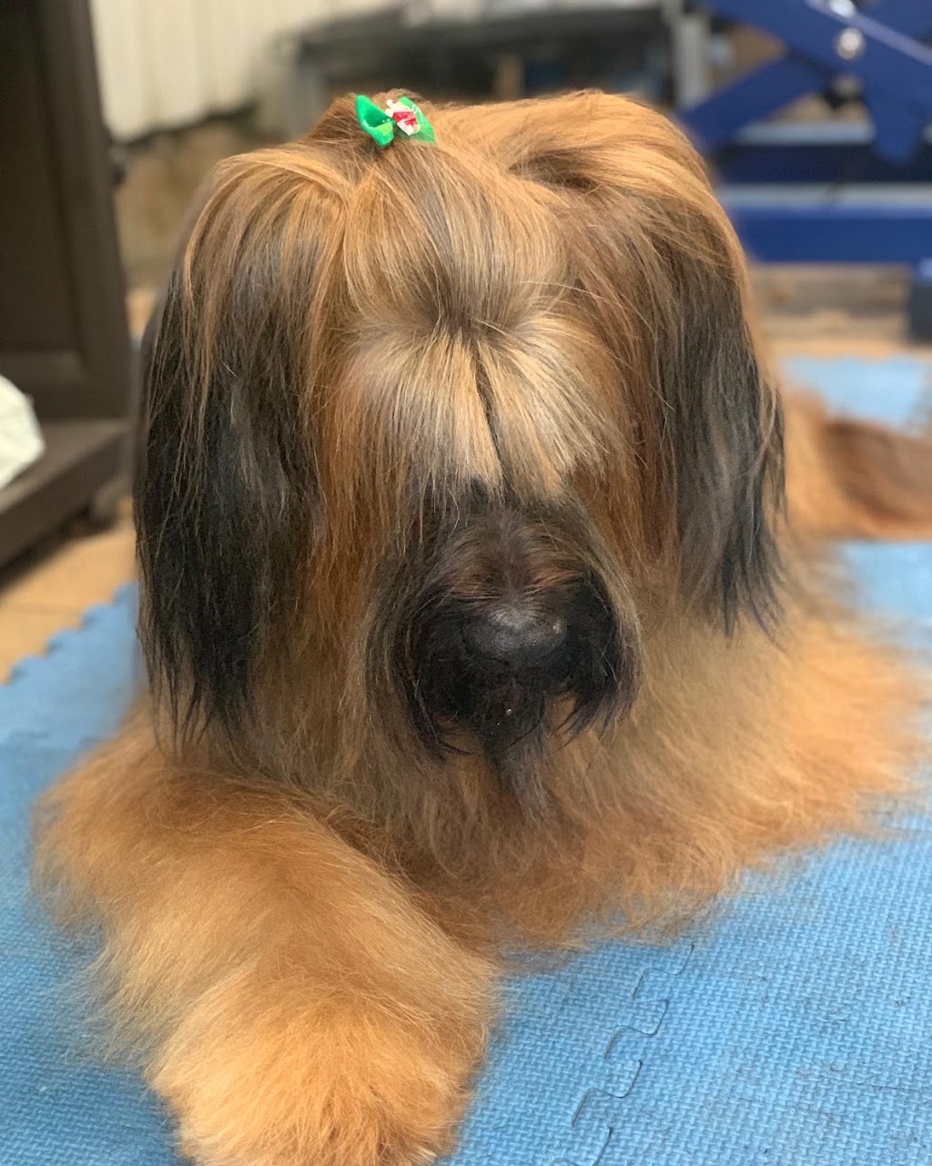 Debs Dog Parlour | 36 McArthur Dr, Falls Creek NSW 2540, Australia | Phone: 0414 683 751