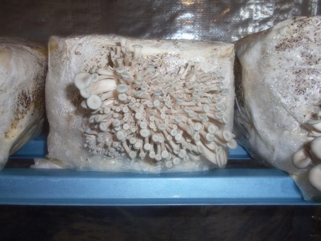 Fraser Bay Mushrooms |  | 56 Marco Polo Dr, Cooloola Cove QLD 4580, Australia | 0497112753 OR +61 497 112 753
