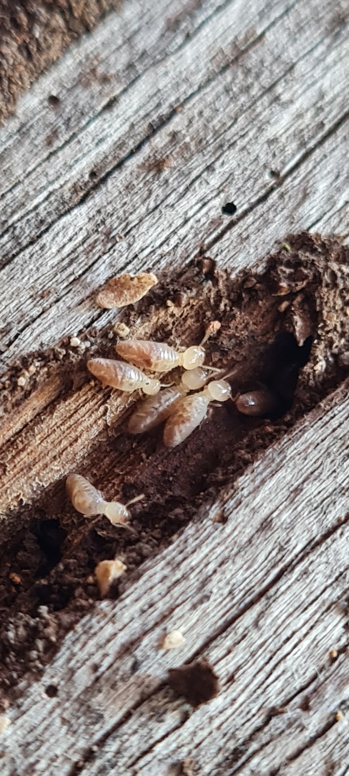 Wipeout Termites and Pests | 95 Bells Esplanade, Pelican Waters QLD 4551, Australia | Phone: 0437 122 236