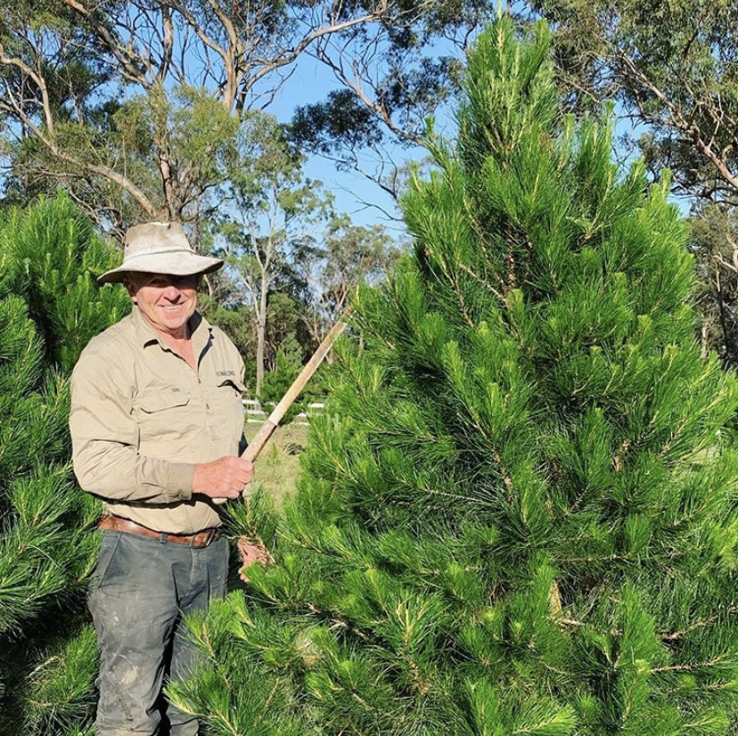 Tomalong Christmas Tree Farm | 96 Pitt Town Rd, Kenthurst NSW 2156, Australia | Phone: (02) 9654 9705