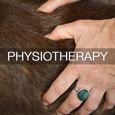 Holistic Animal Physiotherapy | Sunshine coast and Brisbane, 431 Tanawha Tourist Dr, Tanawha QLD 4556, Australia | Phone: 0408 022 660