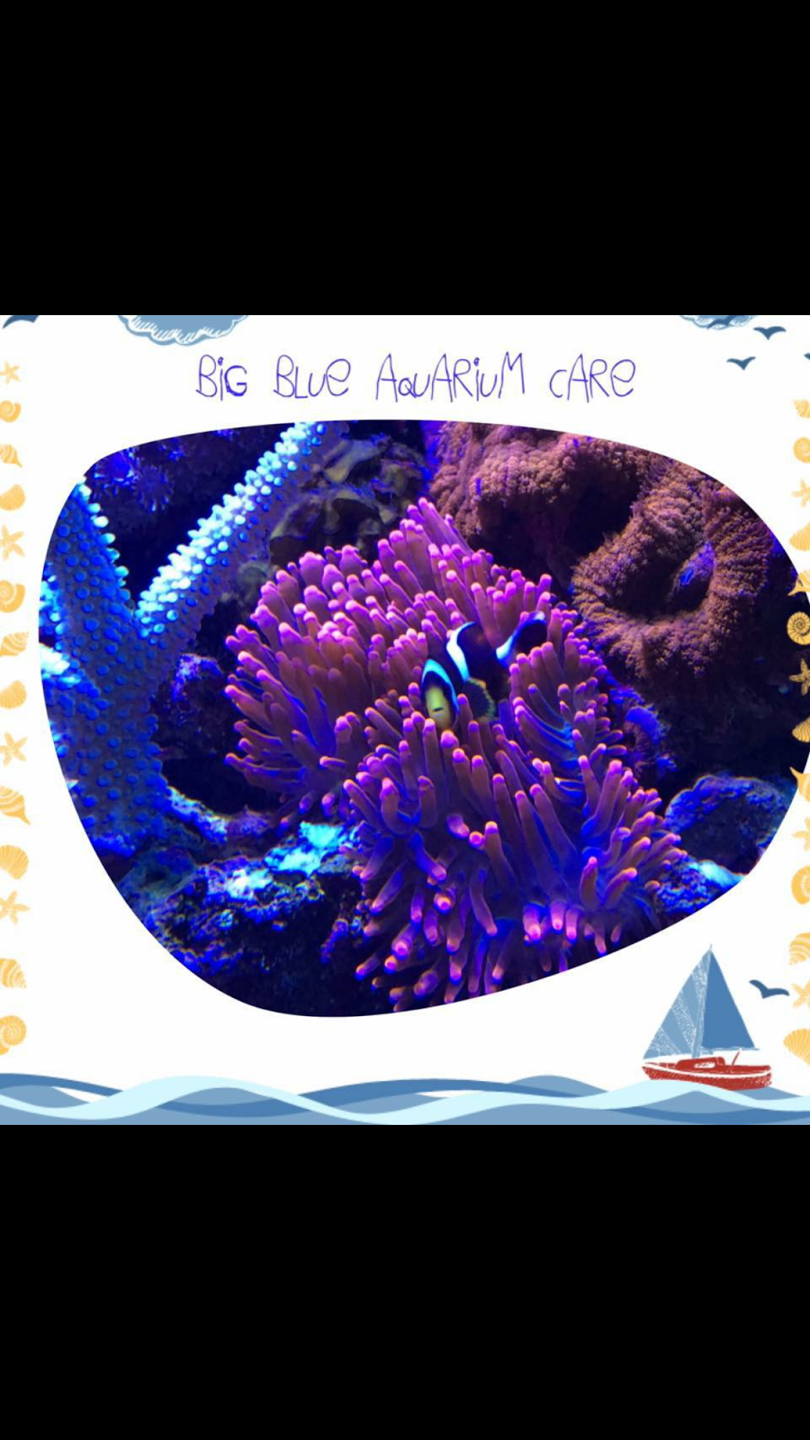 Big Blue Aquarium Care | pet store | 5 Hodges St, East Mackay QLD 4740, Australia | 0448475543 OR +61 448 475 543