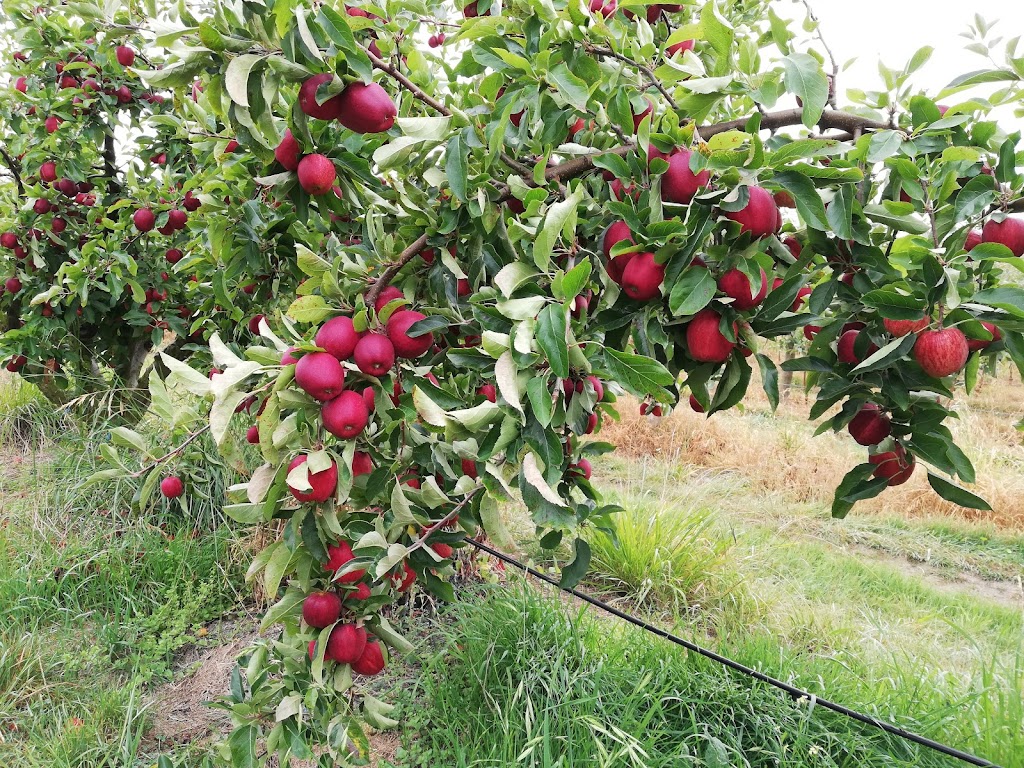Top-Qual Calthorpe Orchard | store | Batman Hwy & Valley Rd, Sidmouth TAS 7270, Australia | 0363947273 OR +61 3 6394 7273