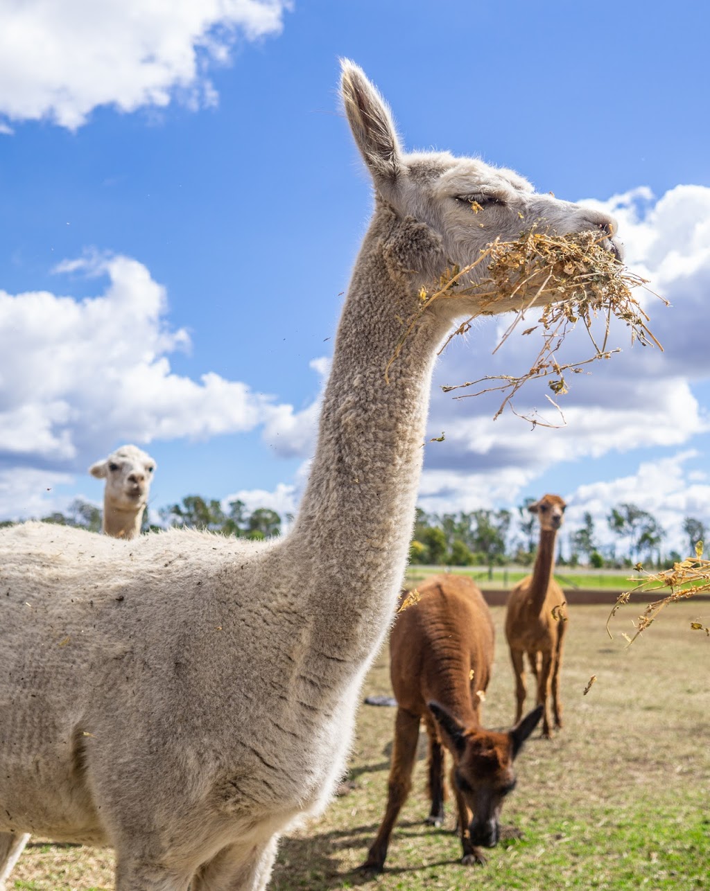 Joanda Farm Stay | 8640 Bunya Hwy, Kumbia QLD 4610, Australia | Phone: 0439 247 184