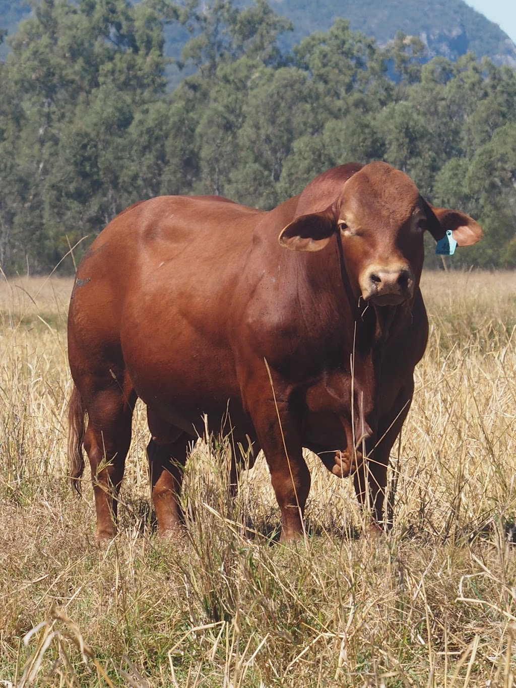Cashmere Cattle Co | food | 16 C H Barretts Rd, Barmoya QLD 4703, Australia | 0438337138 OR +61 438 337 138