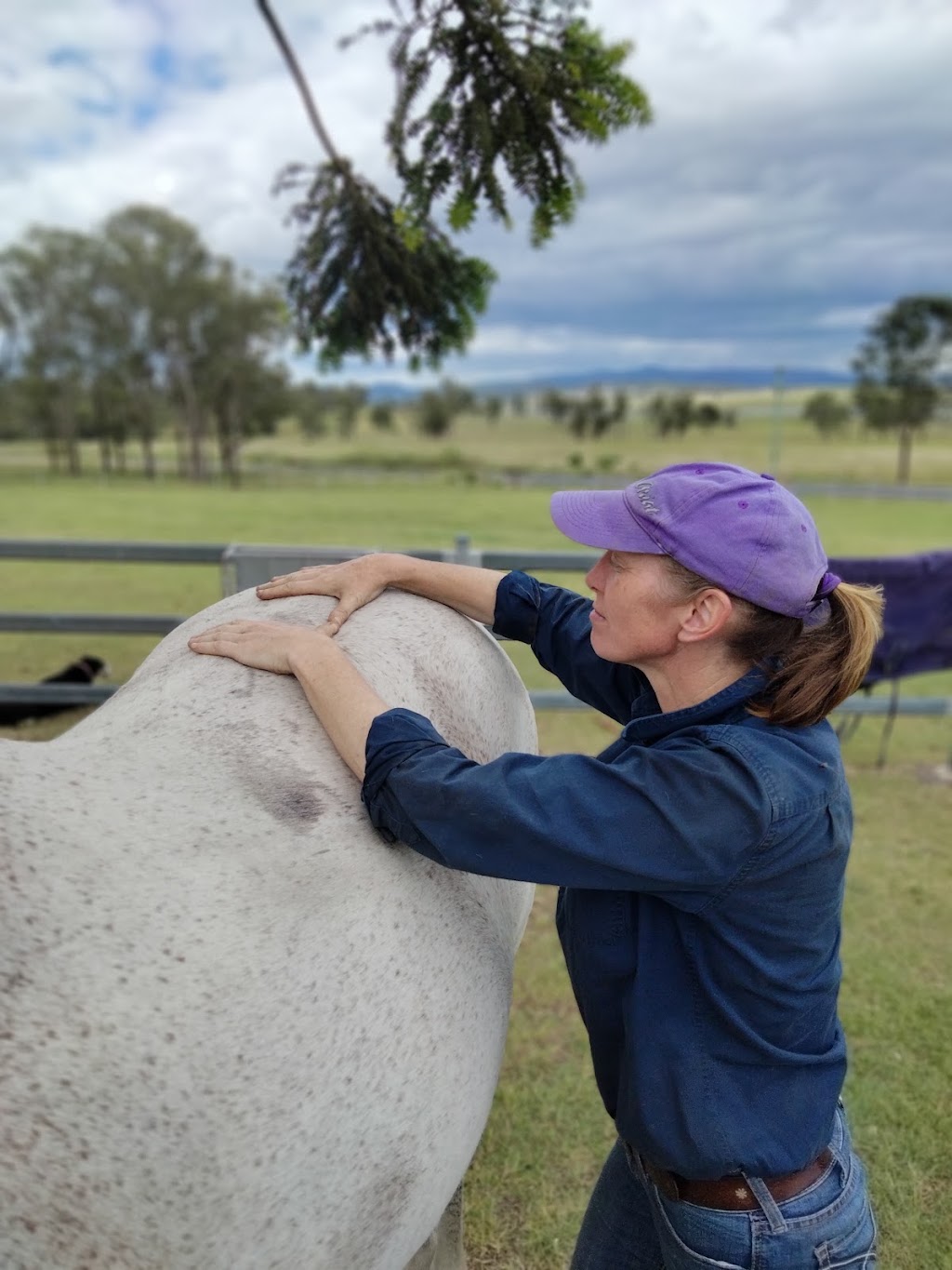 Bare Bowen Equine Services | 769 Sandy Creek Rd, Sandy Creek QLD 4515, Australia | Phone: 0491 046 468