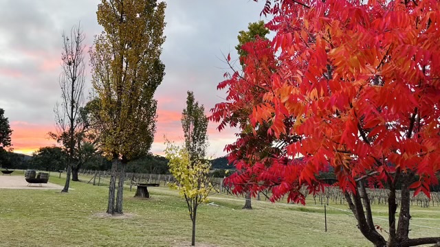 Seventh Wines | 695 Bents Rd, Ballandean QLD 4382, Australia | Phone: 0402 667 700