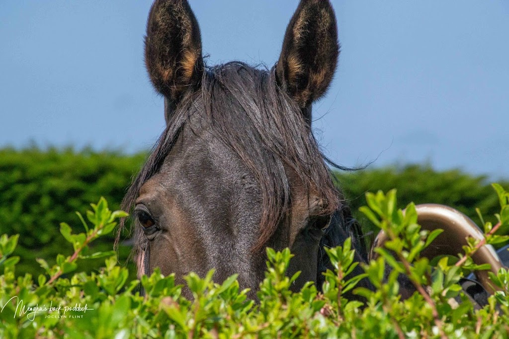 Australian Horse Adventures | 88 Westwood Rd, Carrick TAS 7291, Australia | Phone: 1800 586 284