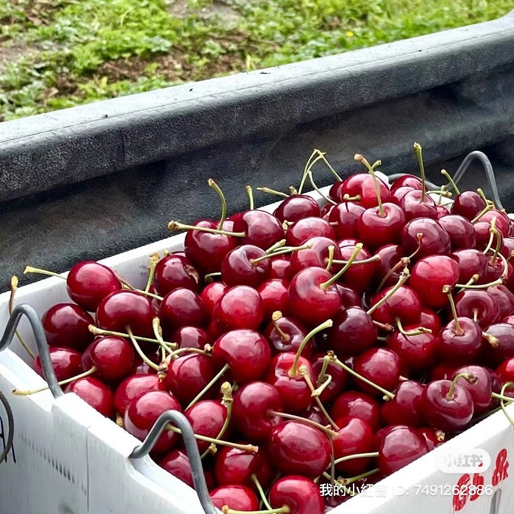 Sweetheart Cherry | 32 Lookout Rd, Port Arthur TAS 7182, Australia | Phone: 0401 748 373