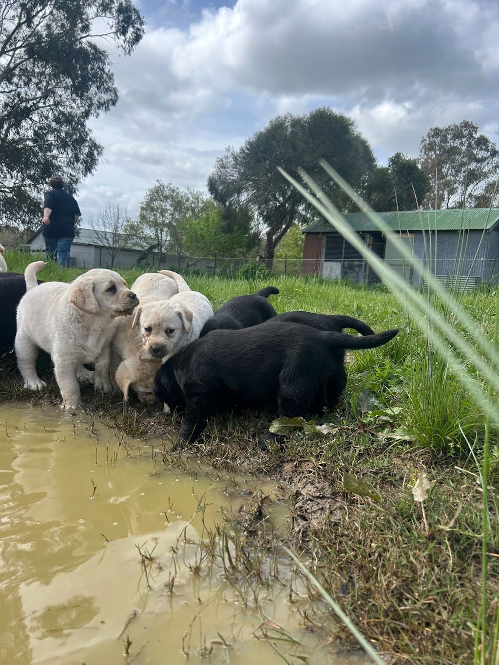 Amaiore Labrador Retrievers | 420 Dairy Creek Rd, Homewood VIC 3717, Australia | Phone: 0499 858 994