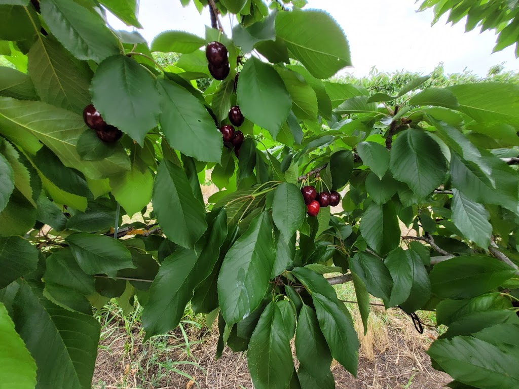 Cherries at Verdun | 152 Beaumont Rd, Balhannah SA 5242, Australia | Phone: (08) 8388 7048
